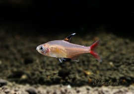 今週のお買い得品!! 【熱帯魚】 ハイフェソブリコン マクロプテルス 3匹