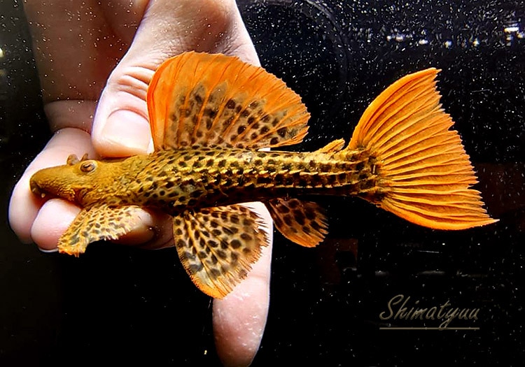 ひきとり限定 トリックスター / ZX-10R(21-25) 政府認証スリップオンマフラー