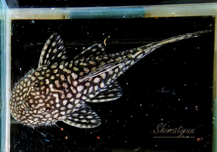 ����ʪ��������륹�ݥåȥ��ѥ󥰥롡�ȥ�����ɡ�No.08