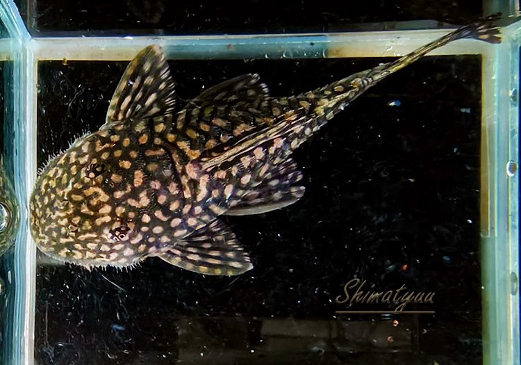 ����ʪ��������륹�ݥåȥ��ѥ󥰥롡�ȥ�����ɡ�No.09