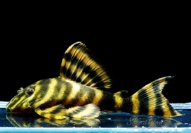 ѡåɥץ쥳ȥȥСɡ3ɤ