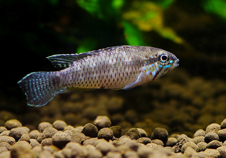 Ap ロートカイル WILD “ Rio Negro Regiao Santa Maria