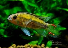 ʪAp ȥǥRio Nanay Peruɡףɣ̣ġУ