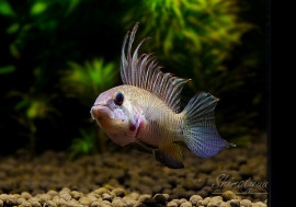 𡡥ᥬץƥ顡ףɣ̣ġ1У