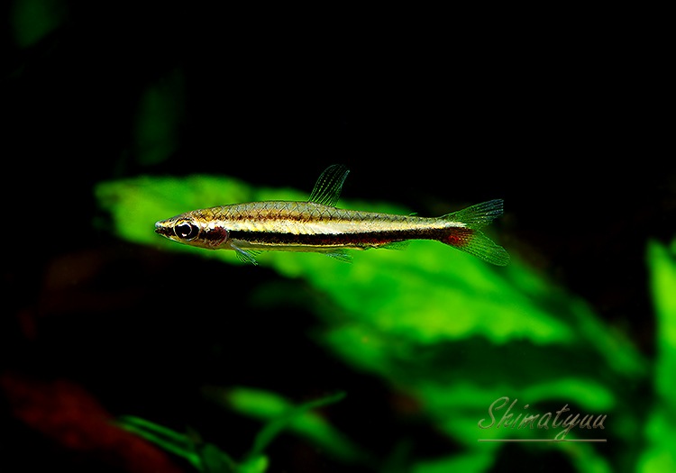 熱帯魚　　オスフローネムス　 オスフロネームス セプテンファスキアータス インドネシア 7，5cm