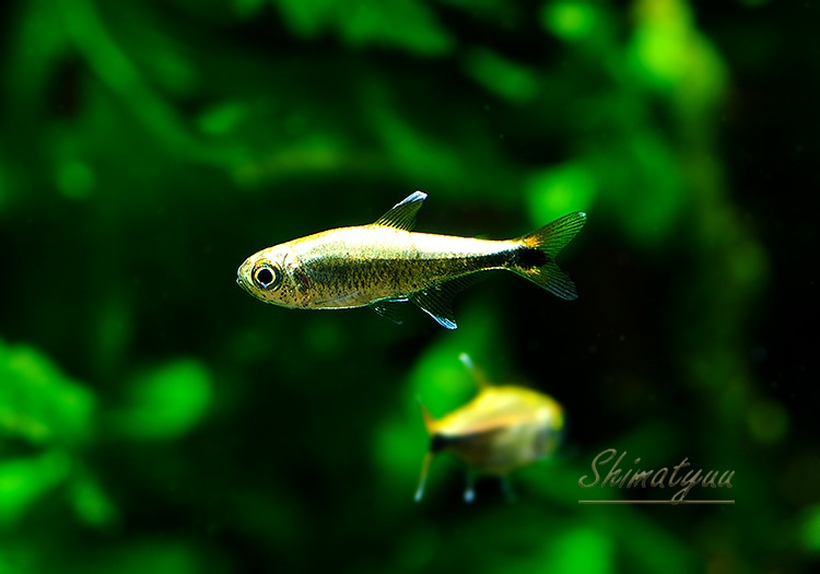 熱帯魚】 レッドテールゴールデンテトラ WILD 10匹 | 熱帯魚,カラシン