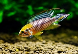 ʪ  Rio Copatona BrazilɡWILD1Pr