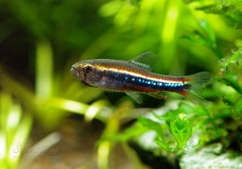 今週のお買い得品!! 【熱帯魚】 ワイツマニーテトラ “コロンビア” WILD 5匹