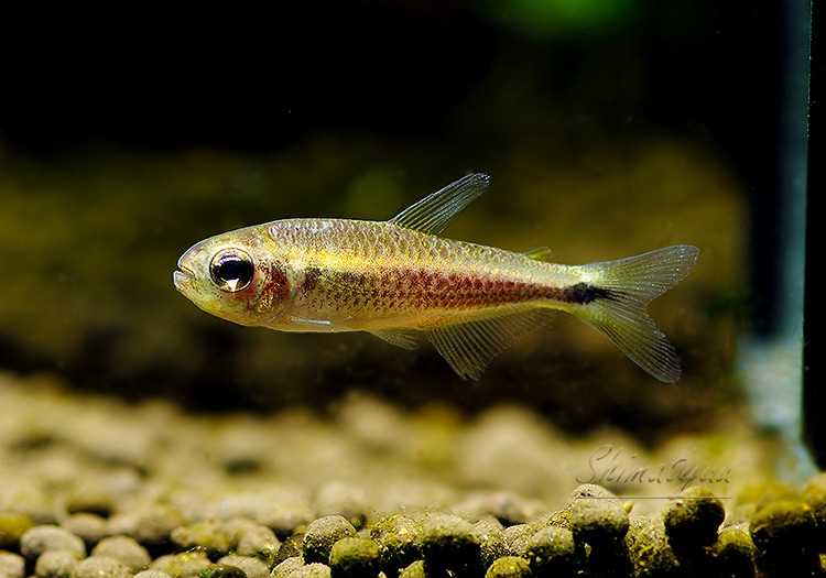 熱帯魚様 熱帯魚】 モンクホーシャ プルンベア WILD “Serra do Cachimbo” 3匹