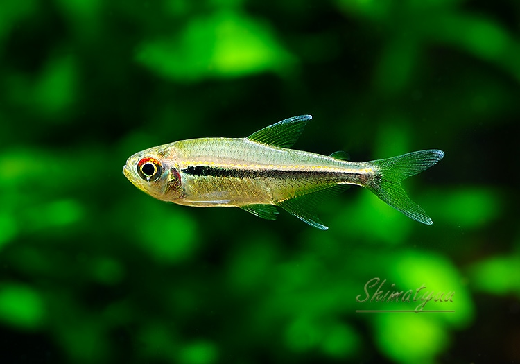 熱帯魚】 ハイフェソブリコン カントウイ “マイカ湖支流” WILD 1匹