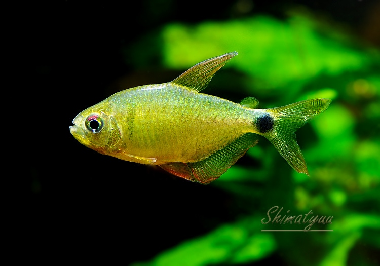 熱帯魚様 熱帯魚】 ハイフェソブリコン ヘリアクス WILD “リオ テレスピレス” 1