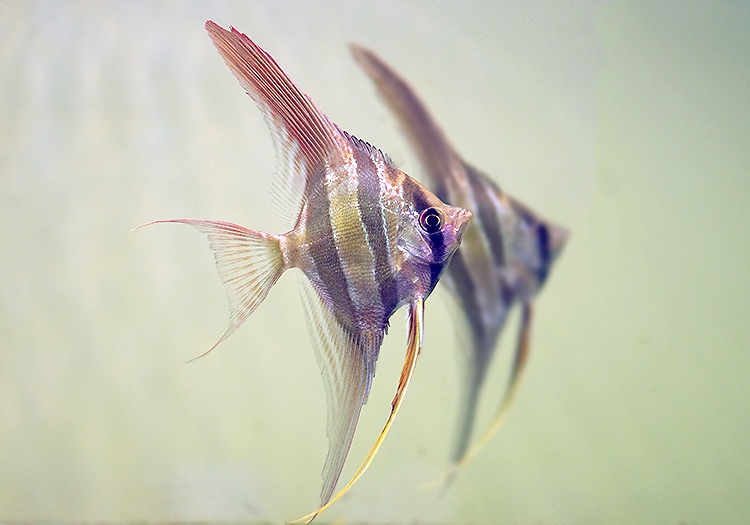 熱帯魚】 アルタムエンゼル （L) リオ ビチャダ 5匹 | 熱帯魚