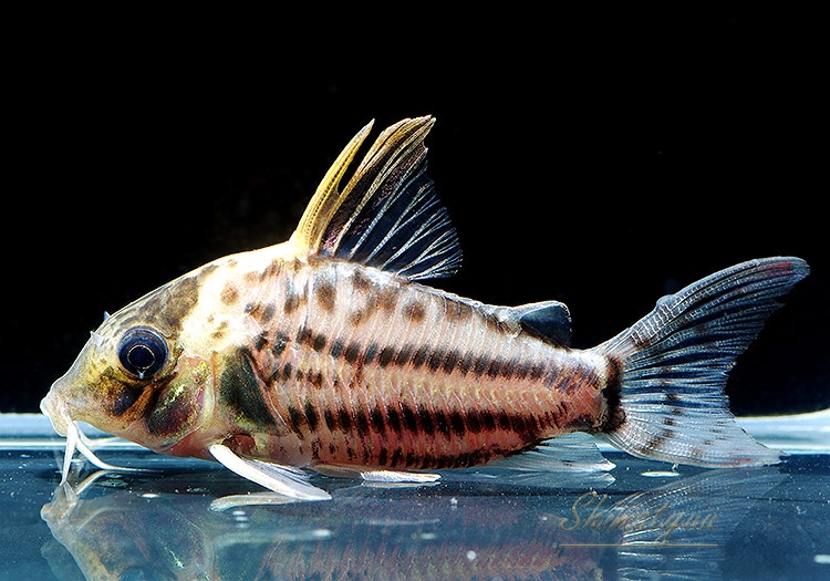 こりどらす 淡水魚】大特価 極太タイプ コリドラス スーパーアンチェスター