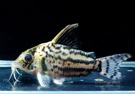 コリドラス 一点物 CW160 Co.sp.ヒカリ WILD “ジャカレアカンガ” No.11