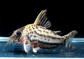 6匹コリドラス セミロングスーパーシュワルツィ