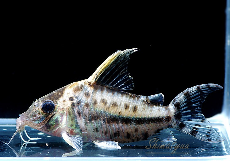 とおる様　確認用　コノフィツム　ブルゲリ　1.7cm以上　10点　S30、31 とおる様 確認用 コノフィツム ブルゲリ 1.7cm以上 10点 S30、31 種子