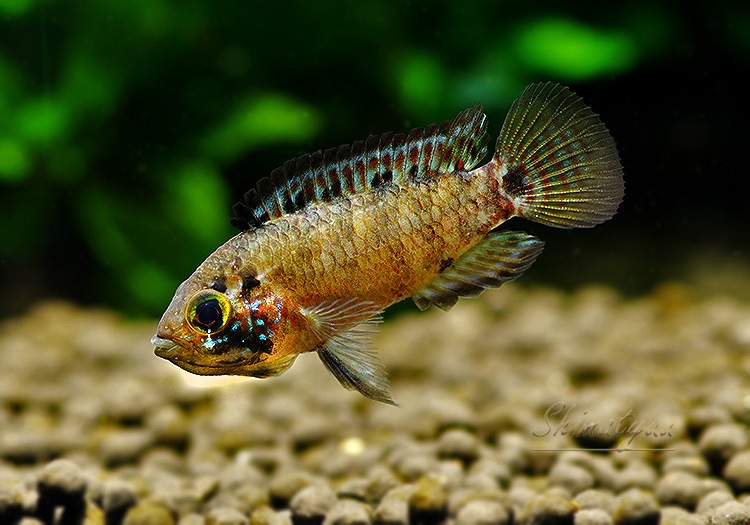 アピストグラマ アルトタピチェF1稚魚6匹 親離れ | アピストグラマに 
