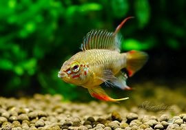 プラシパラトカ 1枚 KATO [10-1985] 381系 スーパーくろしお 基本6両セット (Nゲージ