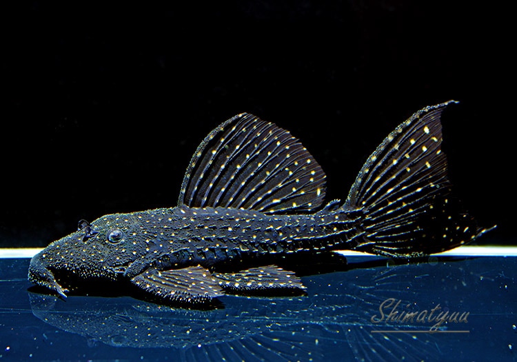 一点物 キングオブギャラクシートリム | プレコ,トリム系 | AQUA-F東京