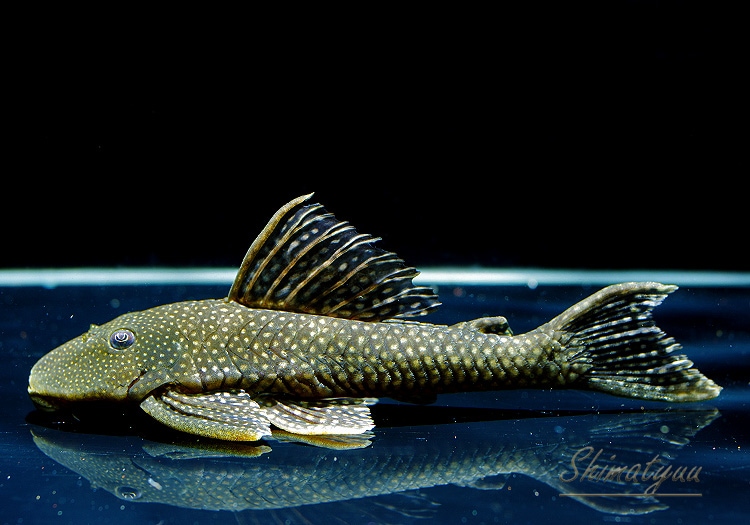 アンジェリカの微笑み('10ポルトガル/スペイン/仏/ブラジル) アンジェリカの微笑み('10ポルトガル/スペイン/仏/ブラジル