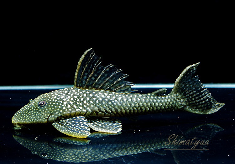 一点物 ホワイトナイトアンジェリカスプレコ WILD “ジャグアリベ” No