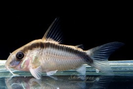 Co.cf. トリリネアータス WILD “ macho” 1匹 | コリドラス