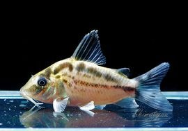 ʪC󥰥ΡʥȥӥɡΣ.01