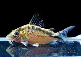 ʪC󥰥ΡʥȥӥɡΣ.03