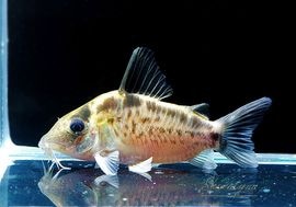 ʪC󥰥ΡʥȥӥɡΣ.04