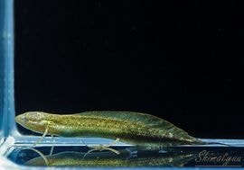 ʪץȥץƥ륹 եӥ٥ӡNo.03