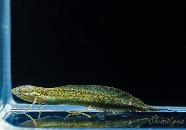 一点物 プロトプテルス アンフィビウス ベビー No.03 | 大型魚 | AQUA