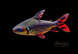 ���顼�ץ�����������WILD��10��13cm��1ɤ