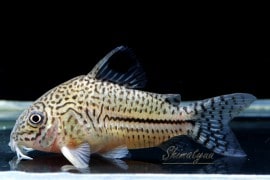 Co トリリネアータス WILD “コロンビア” 1匹