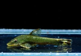 Ǯӵۥ꡼󥪥ȥ󡡡ȥ륰ɡWILD1ɤ