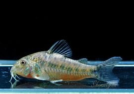 ����ʪ��C��Υ�ǥ����ƥ����˥硡�ȥХ��佣��Rio Utinga�ɡ��Σ�.09