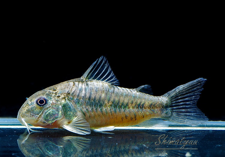 一点物 Co ノルディスティーニョ “バイヤ州 Rio Utinga” No.10