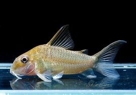 コリドラス コリドラス タナトス CW146 WILD n-1｜コリドラスの仲間