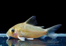 Co.cf. トリリネアータス WILD “ macho” 1匹 | コリドラス