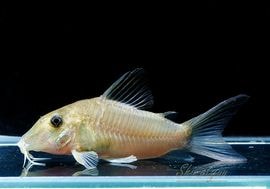 コリドラス KATAGIRI KANATA ZN6 TOYOTA86 COMICS VOL.1 ODAWARA Pikes Peak