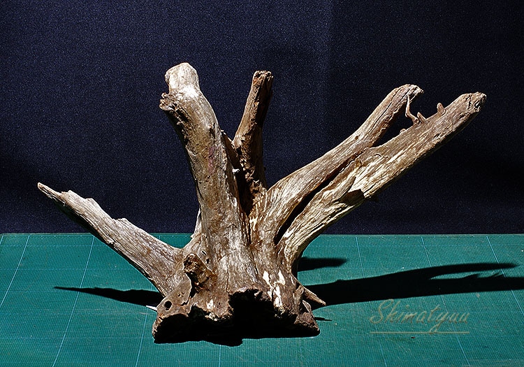 一点物　ゴーストウッド　６０ｃｍ水槽用　８５８０３２ 別途送料ｺﾞｰｽﾄｳｯﾄﾞ 小 SB ☆: ドライフラワー ｜ YDMオンライン