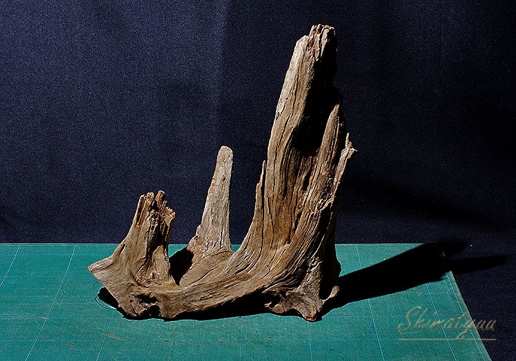 一点物 イージーウッド（S）タイ産流木 No.08 | 素材・流木・石,流木