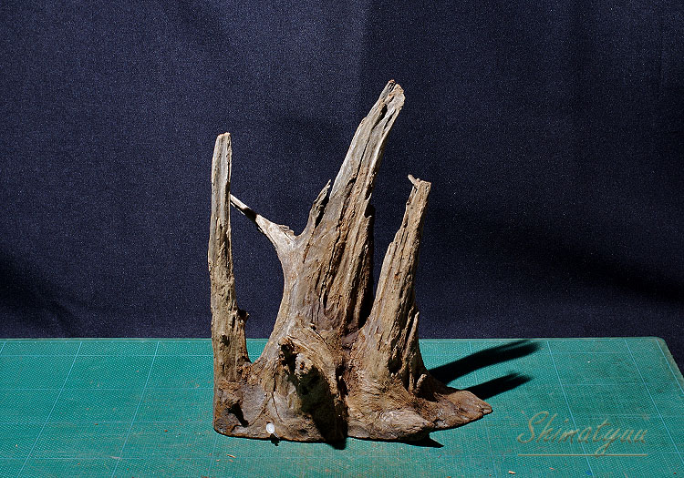 流木中サイズです！ 一点物 イージーウッド（S）タイ産流木 No.17 | 素材・流木・石,流木