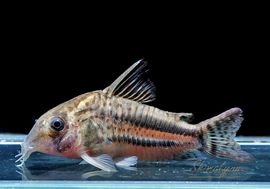 一点物 Co パヴァネリアエ WILD No.04