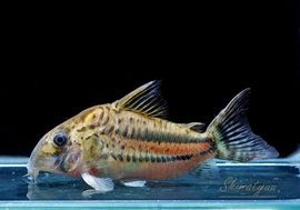 一点物 Co パヴァネリアエ WILD No.05