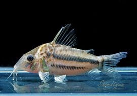 一点物 Co ブリットイ WILD No.01