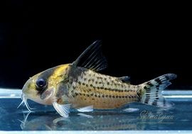 ʪCʥ󥷥WILDȥʥɡNo.02