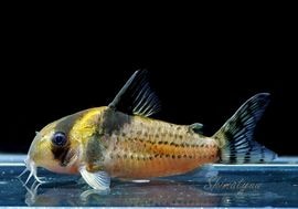 ʪCʥ󥷥WILDȥʥɡNo.09