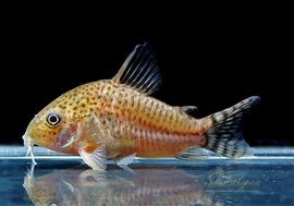 ʪC.cf.른󥷥Rio YataɡWILDNo.01