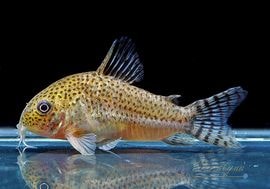 ʪC.cf.른󥷥Rio YataɡWILDNo.02