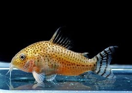 ʪC.cf.른󥷥Rio YataɡWILDNo.03